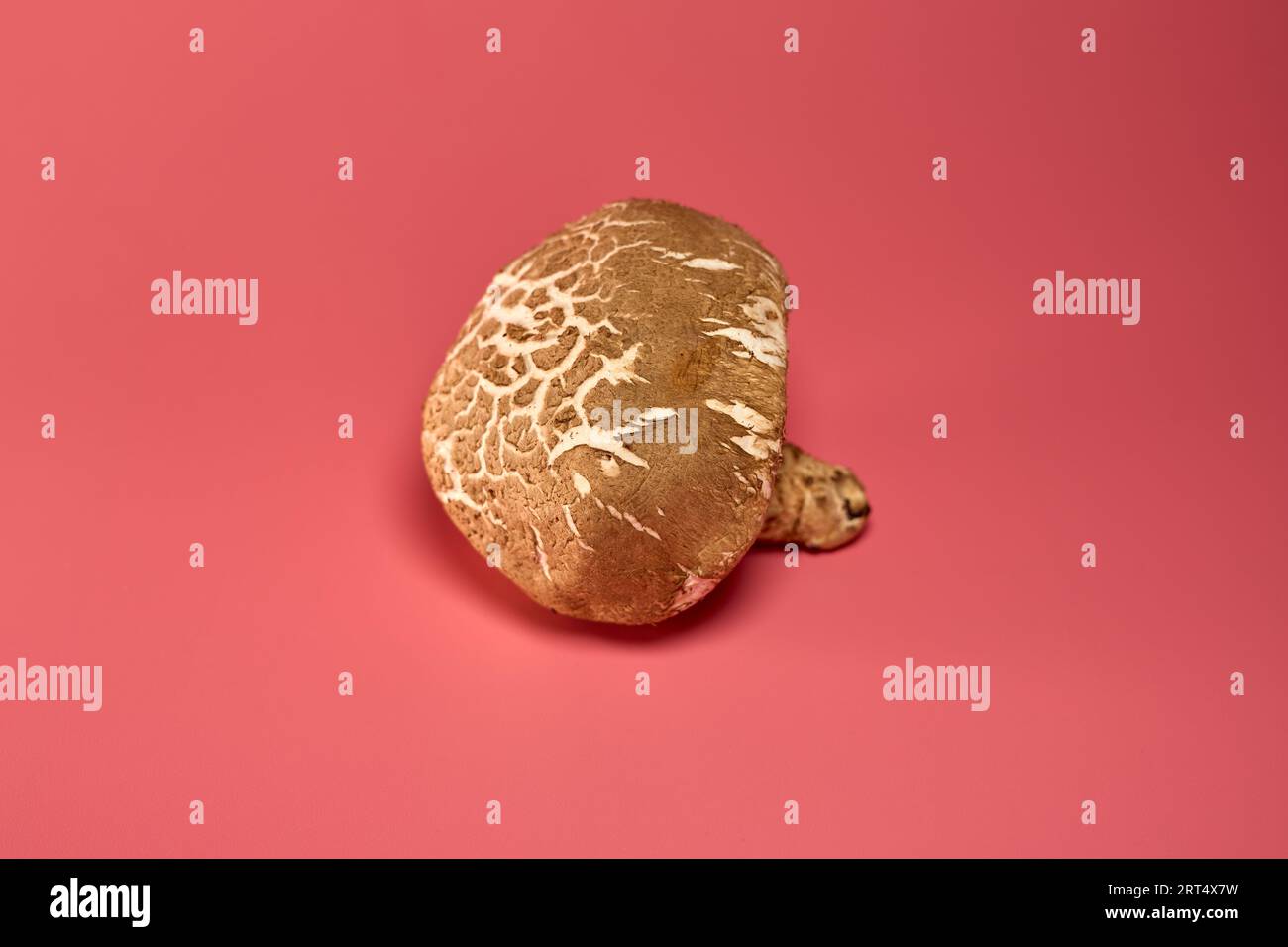 Un champignon Portobello sur un fond rose Banque D'Images