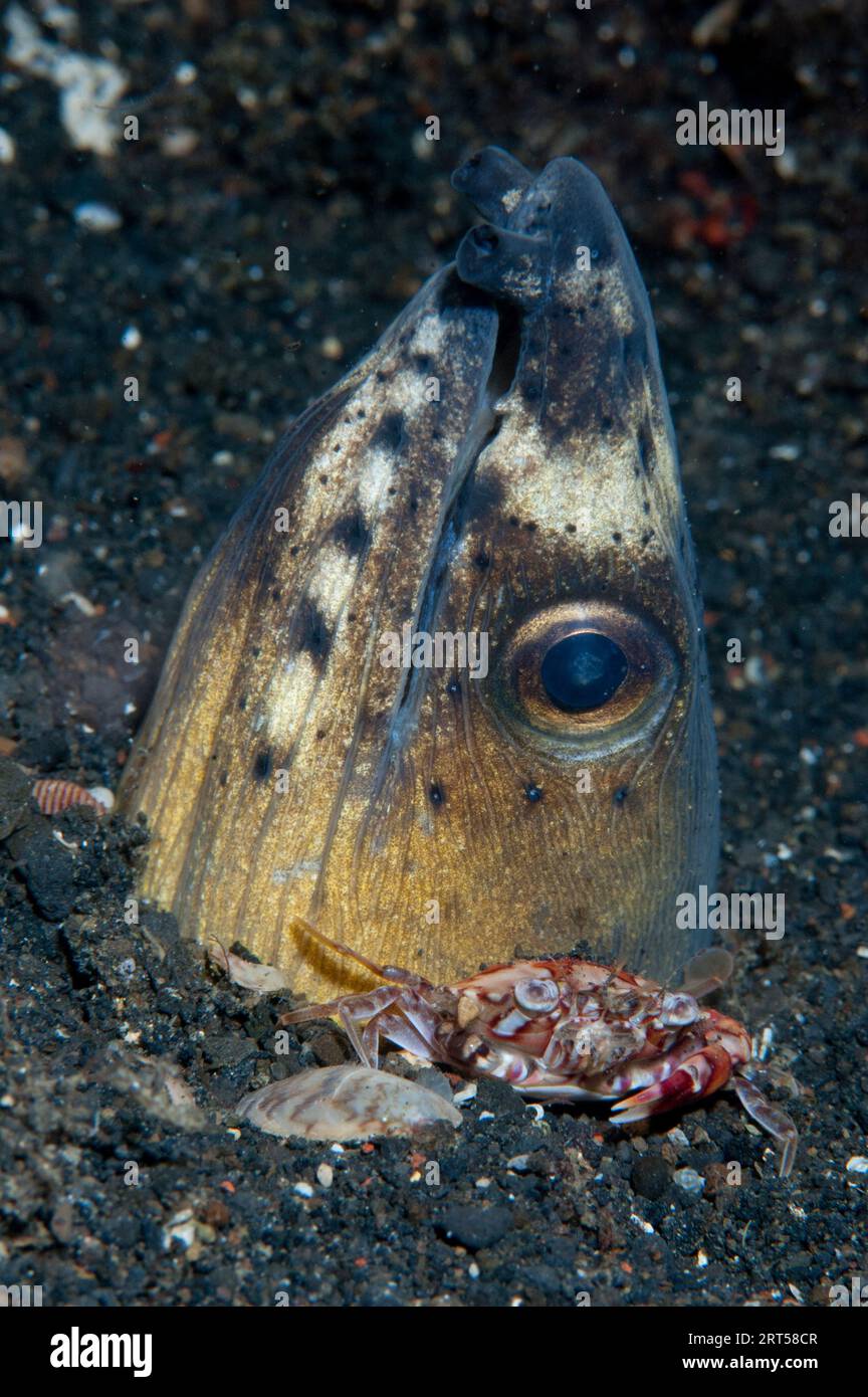 Crabe arlequin, Lissocarcinus laevis, sous l'anguille du serpent noir, Ophichthus cephalozona, dans le trou, site de plongée Retak Larry, détroit de Lembeh, Sulawesi, I Banque D'Images
