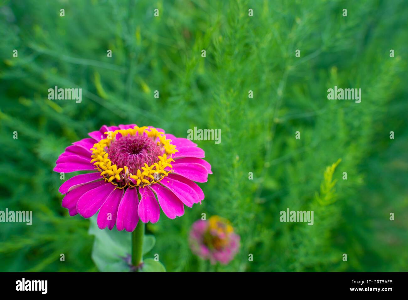 Zinnia Majora de couleur rose gros plan sur fond flou Banque D'Images