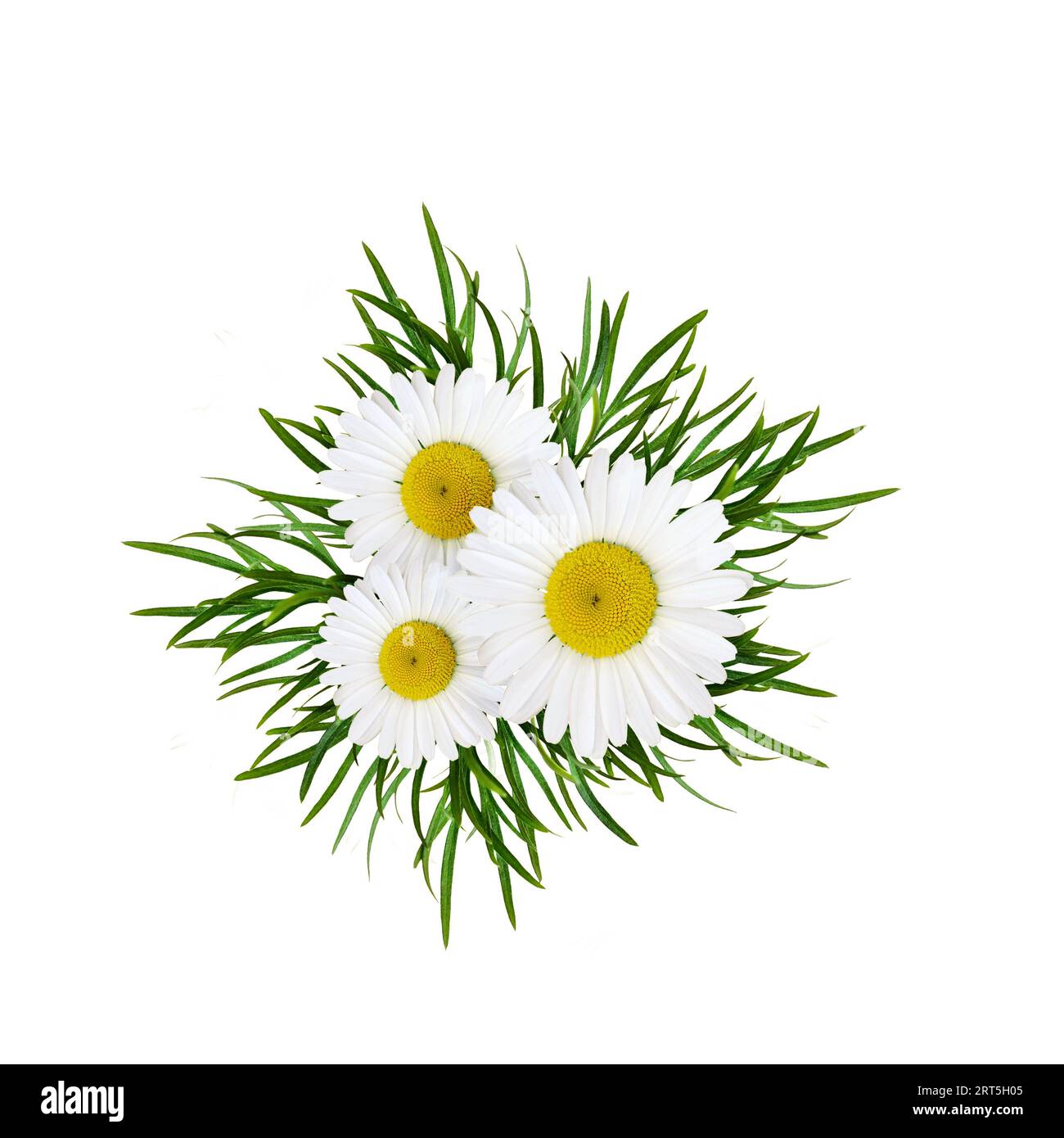Arrangement de fleurs de Marguerite sur fond blanc Banque D'Images