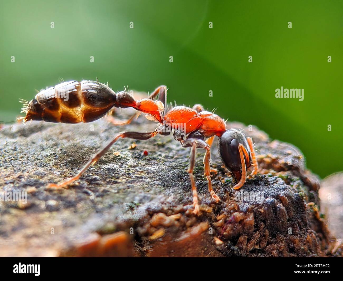 Gros plan d'une fourmi de taureau géant australienne, Myrmecia gratiosa, avec les yeux et les mâchoires au point, marchant sur des brindilles et recherchant la nourriture Banque D'Images