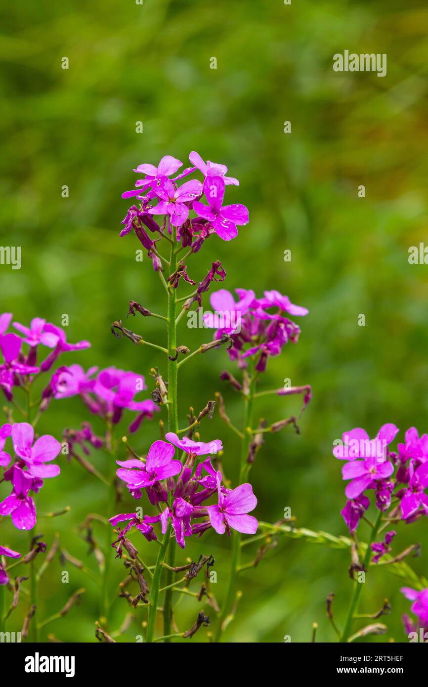 Hesperis matronalis ou violet d'été, herbacé pérenne ou biennale de la famille des brassicacées.gros plan sur le lillifleur pourpre Hesperis matronalis. Banque D'Images