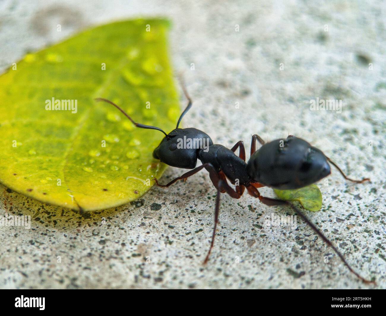 Fourmis de charpentier noir sur feuille. Fourmis noires sur une feuille verte, gros plan de la fourmi noire sur la feuille verte à Forrest. Rencontres des fourmis sur l'herbe, Camponotus Japon Banque D'Images