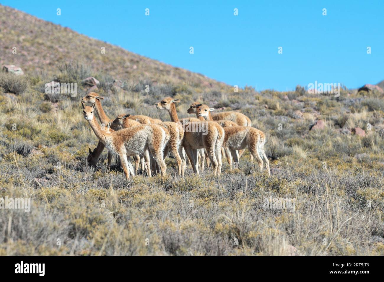 Troupeau de vicuñas à Cerro Hornocal à Jujuy, Argentine. Banque D'Images