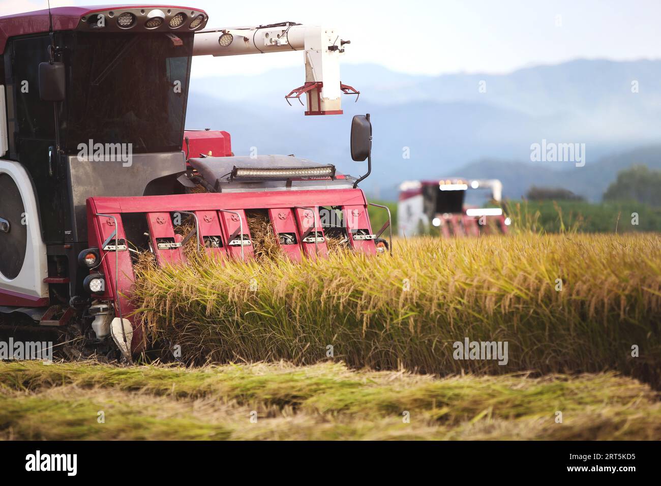 Paysage d'automne où le riz et les céréales portent des fruits et les agriculteurs récoltent le riz avec des moissonneuses-batteuses et des machines agricoles. Banque D'Images