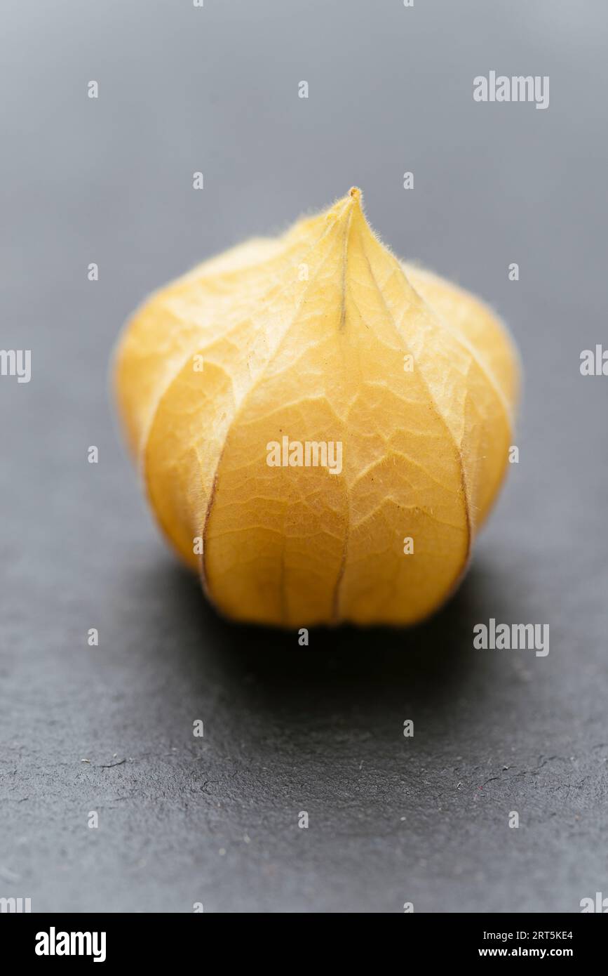 Physalis avec calice fermé. Banque D'Images