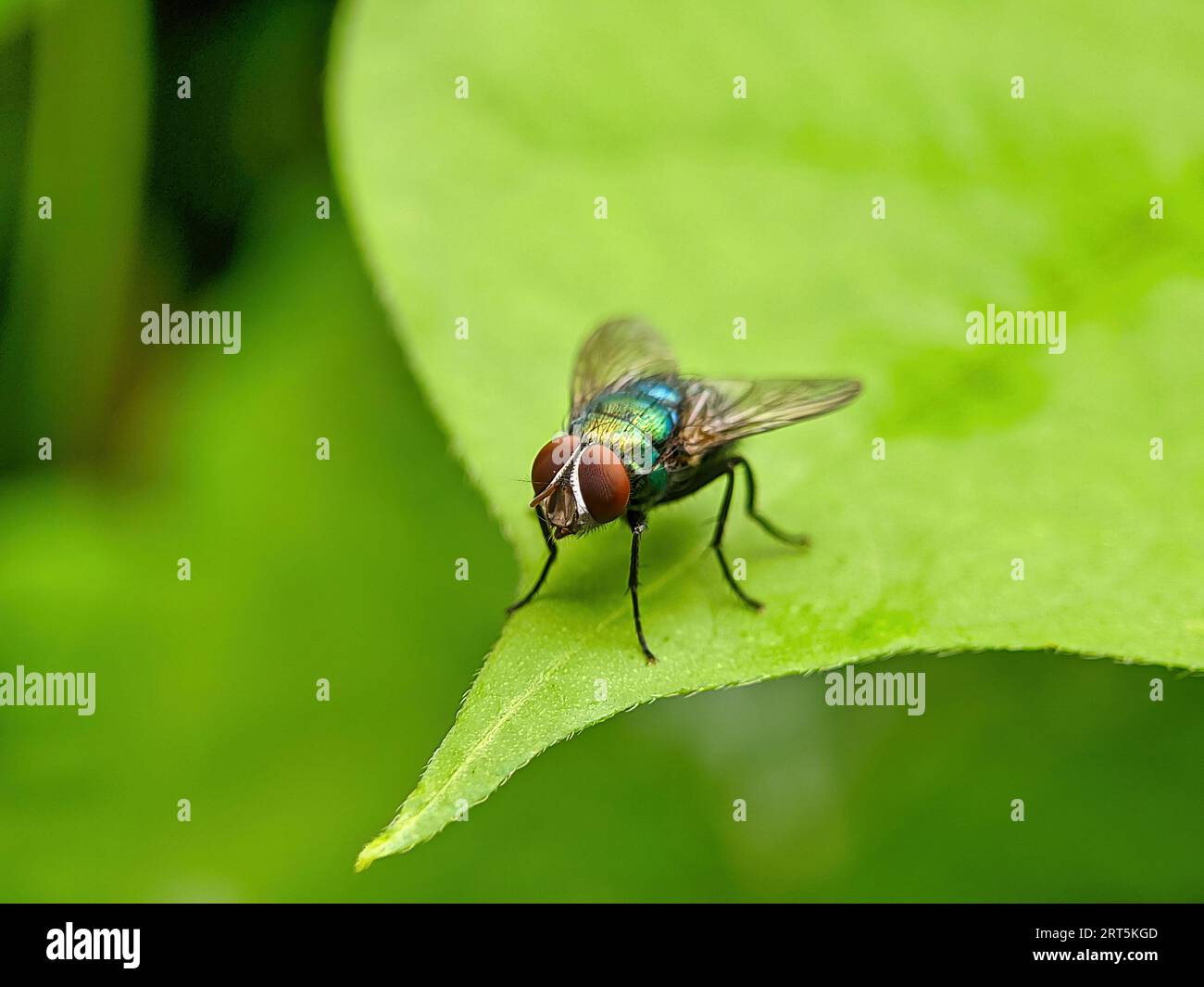 Blow Fly sur une feuille verte. Photo macro d'une mouche perchée sur une feuille verte. mise au point sélective. Mouche maison, mouche, mouche maison sur feuille Banque D'Images