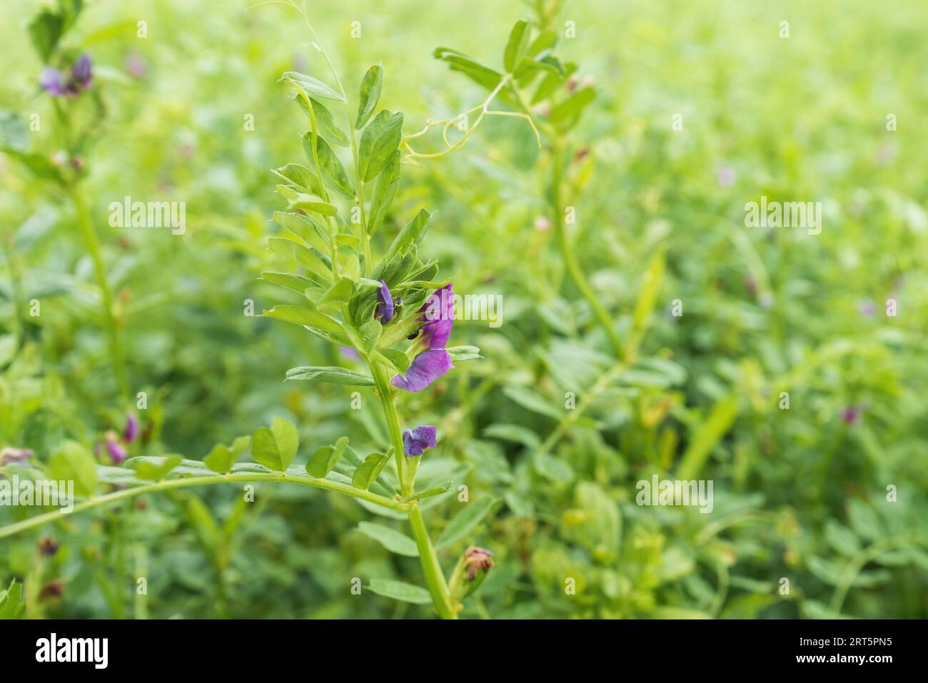 Vetch commune en fleur dans le champ agricole cultivé, foyer sélectif Banque D'Images