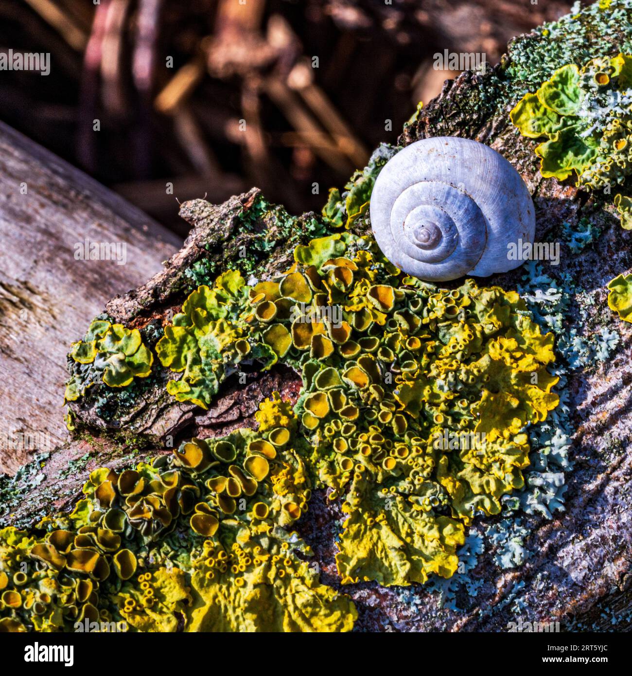 Photo couleur d'un escargot sur un arbre dans une forêt à Cologne Allemagne Banque D'Images