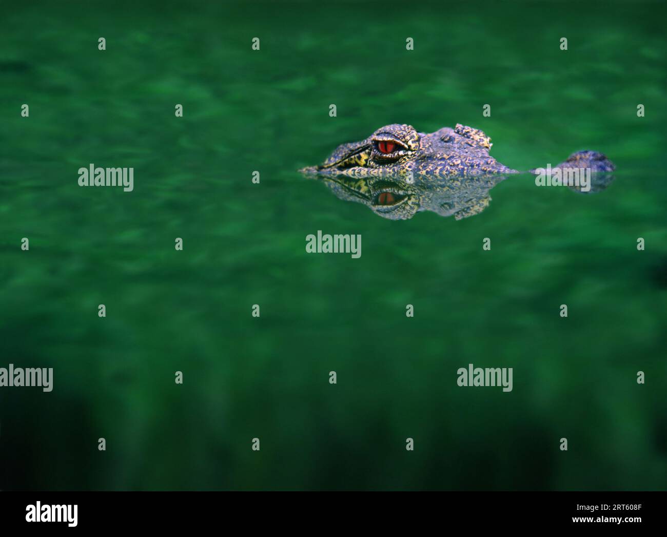 Crocodile américain rôdant dans les marais des Everglades, Floride. Banque D'Images