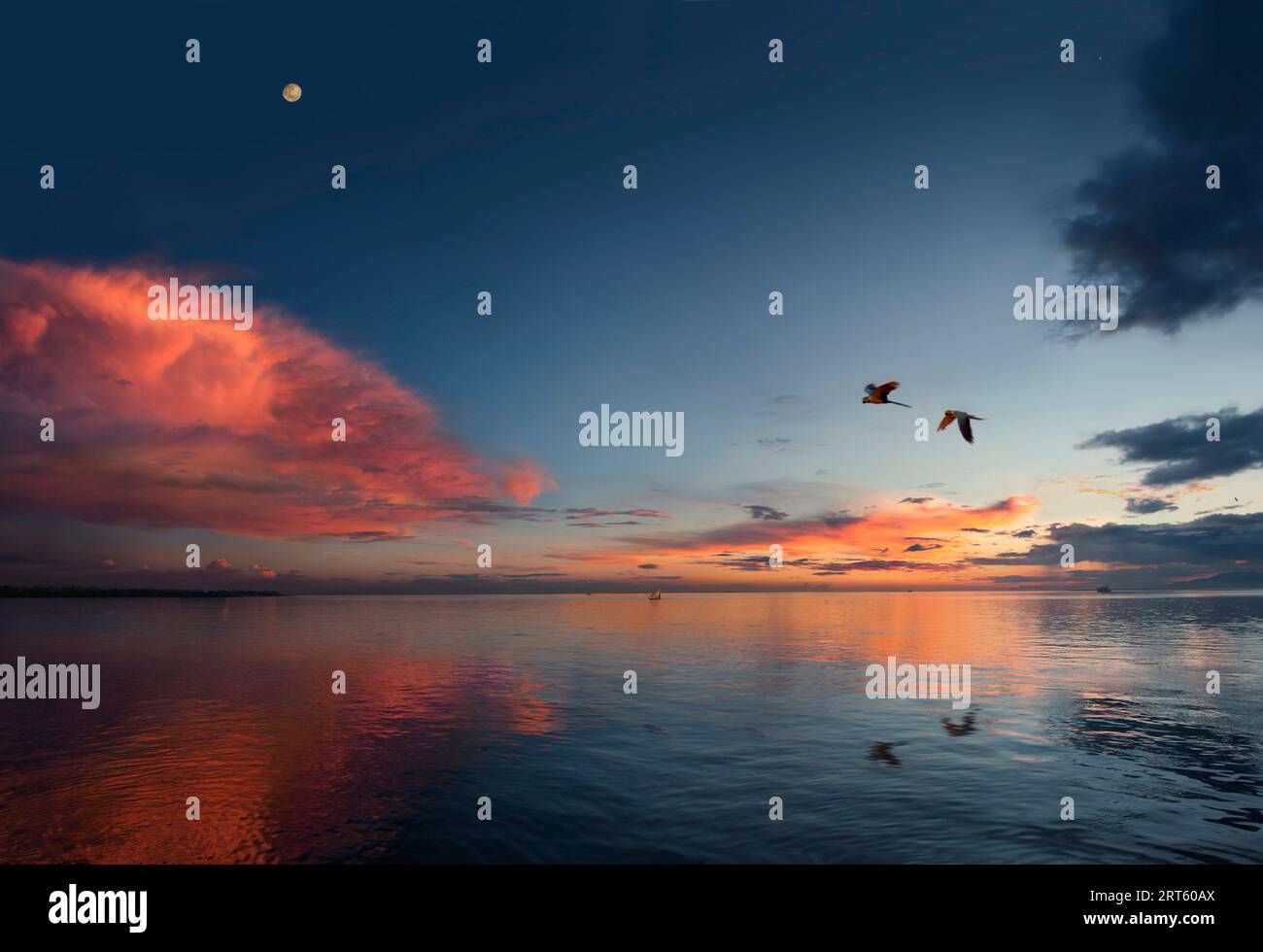 Des perroquets d'aras survolent l'Amazone au coucher du soleil Banque D'Images