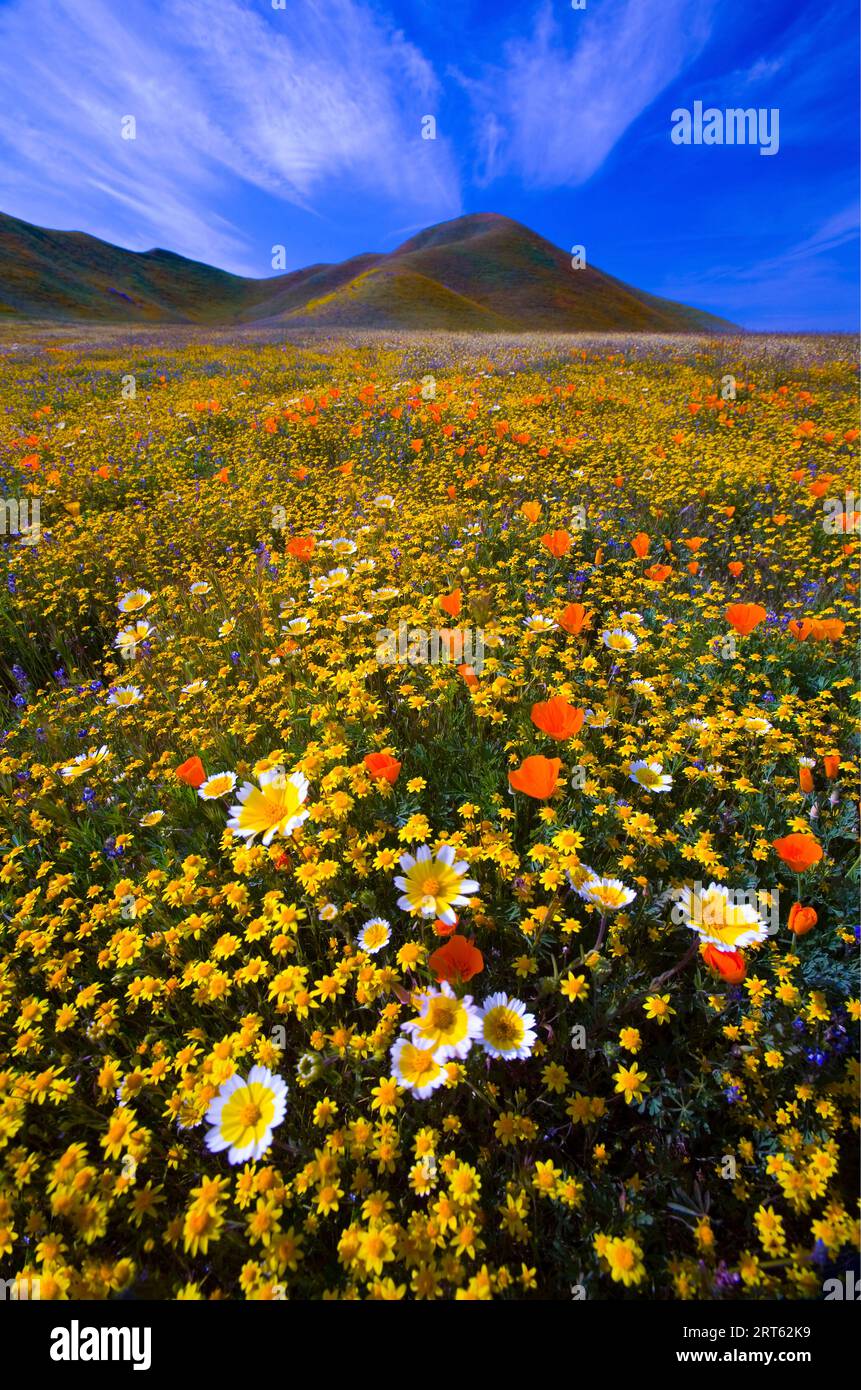 Fleurs sauvages printanières au Carrizo Plains National Monument en Californie centrale en mars 2010. Banque D'Images