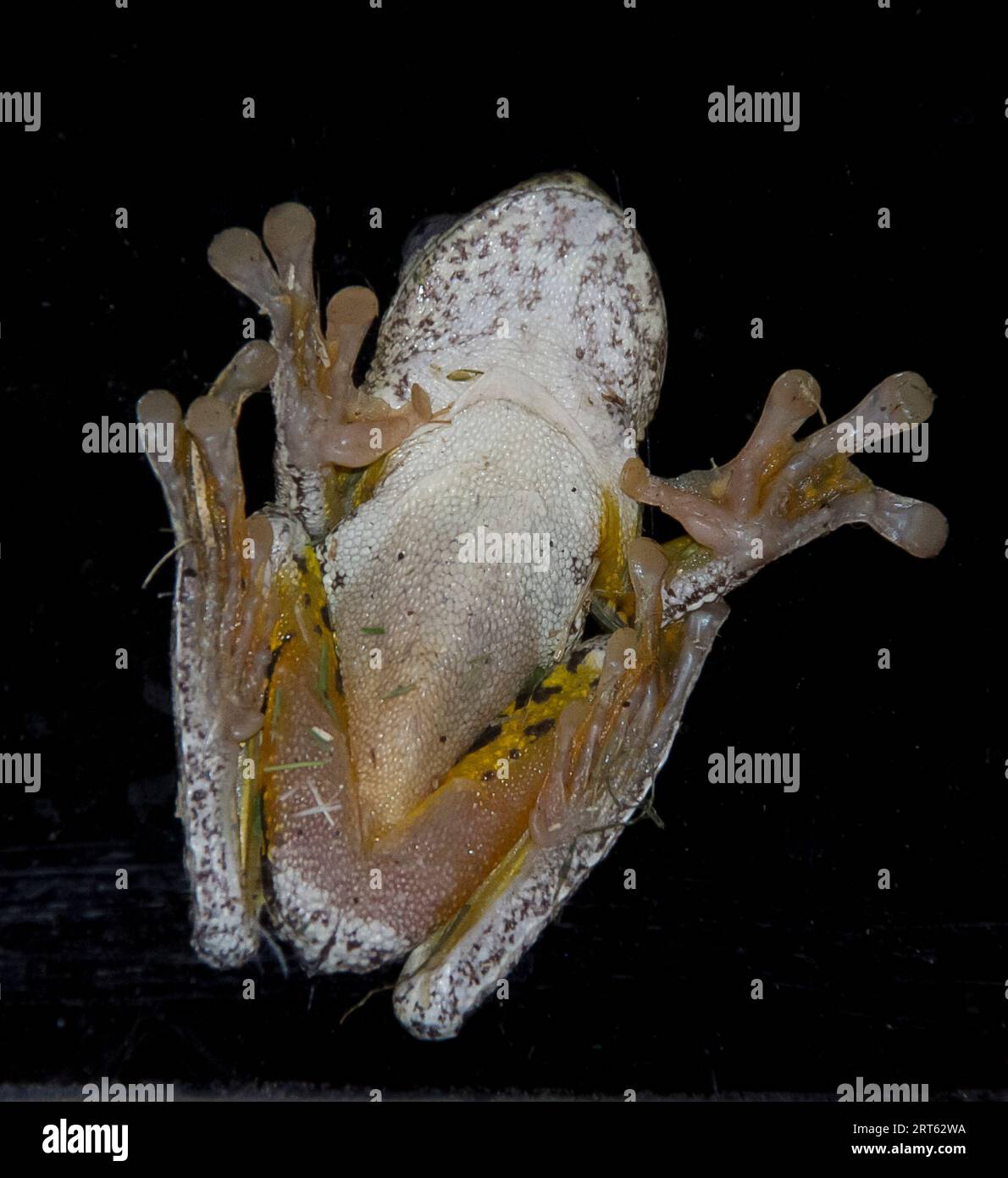 Dessous de la grenouille de Peron australien (Litoria peroni) sur la fenêtre sombre la nuit. Peau lisse et claire sur fond noir. Été, Queensland Banque D'Images