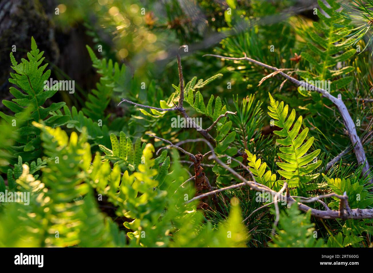 De jeunes fougères (Polypodium vulgare) illuminées par le soleil du soir au milieu des pins. Norvège méridionale. Banque D'Images