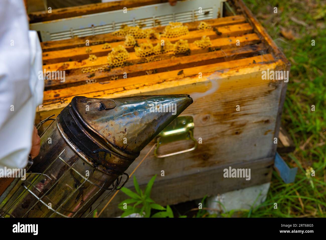 Fumoir d'abeilles et ruche sur le fond. Photo de fond apicole ou apicole. Banque D'Images