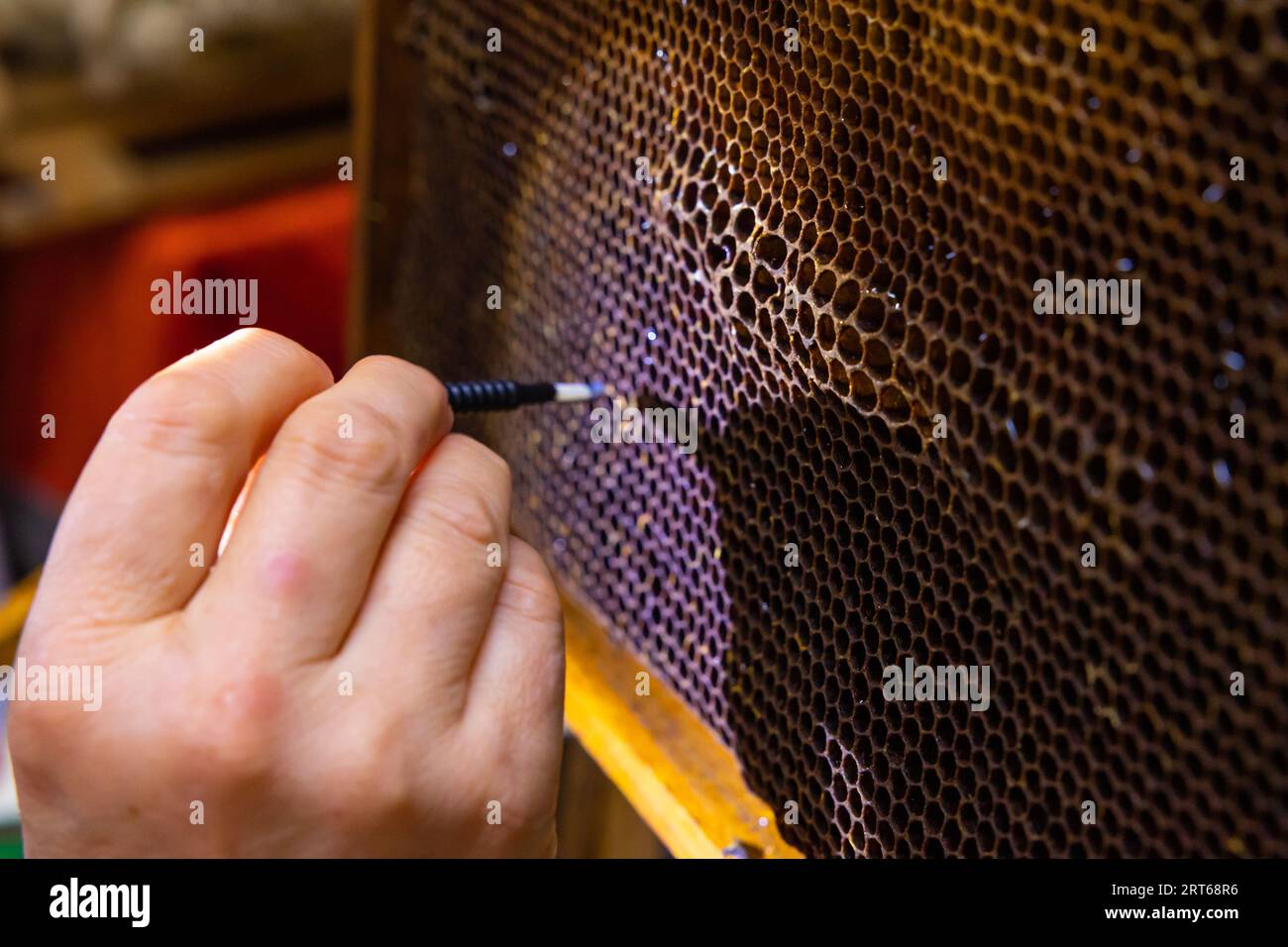 Apiculteur extraire les œufs d'abeille du nid d'abeille pour produire la gelée royale. Production de gelée royale ou greffe photo de fond. Banque D'Images