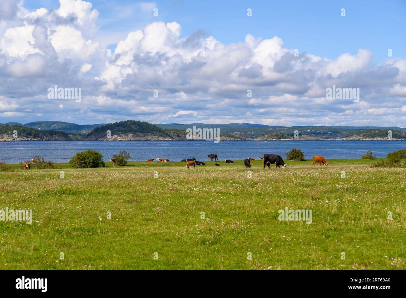 Les bovins paissent sur les pâturages sur l'île de Jomfruland par une journée d'été lumineuse et ensoleillée. Comté de Telemark, Norvège. Banque D'Images