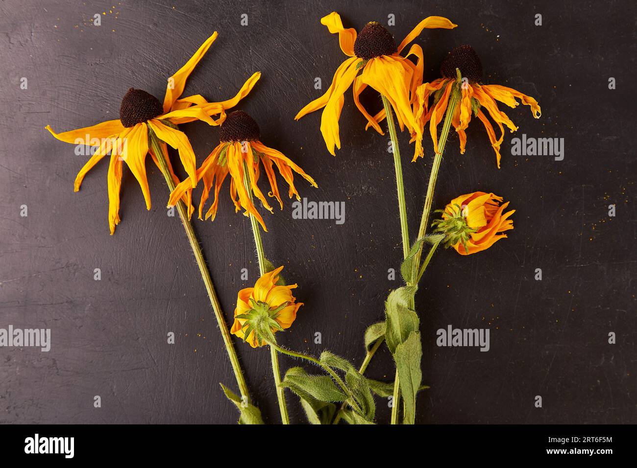 Fleurs sauvages orange sèches sur fond noir rustique. Banque D'Images