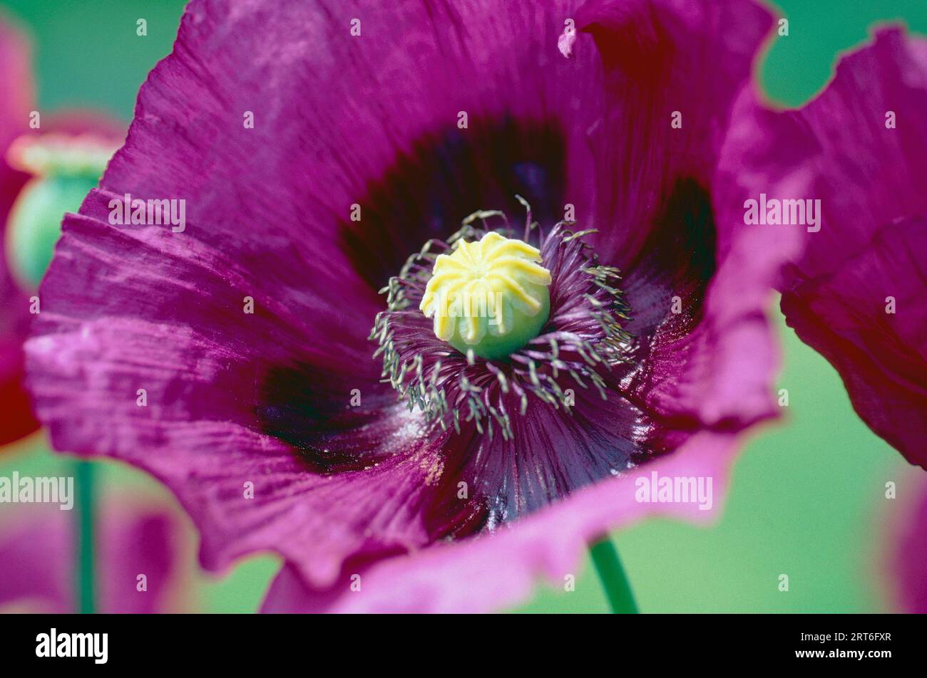 Papaver somniferum « Dark Plum' Banque D'Images