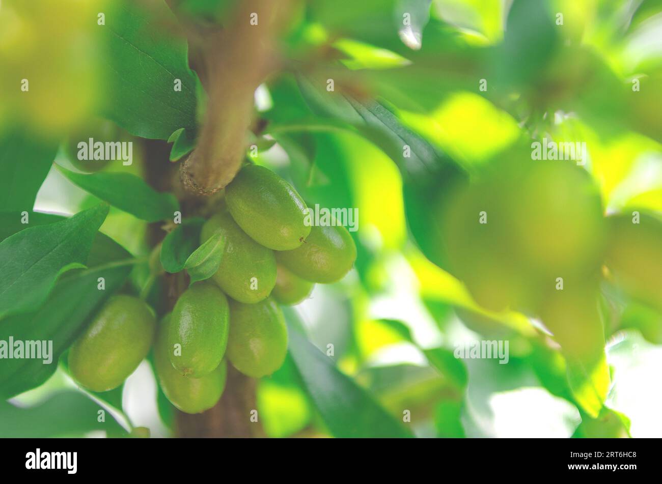 Fruits de cornouille verte sur une branche. Baies de Dogwood Banque D'Images