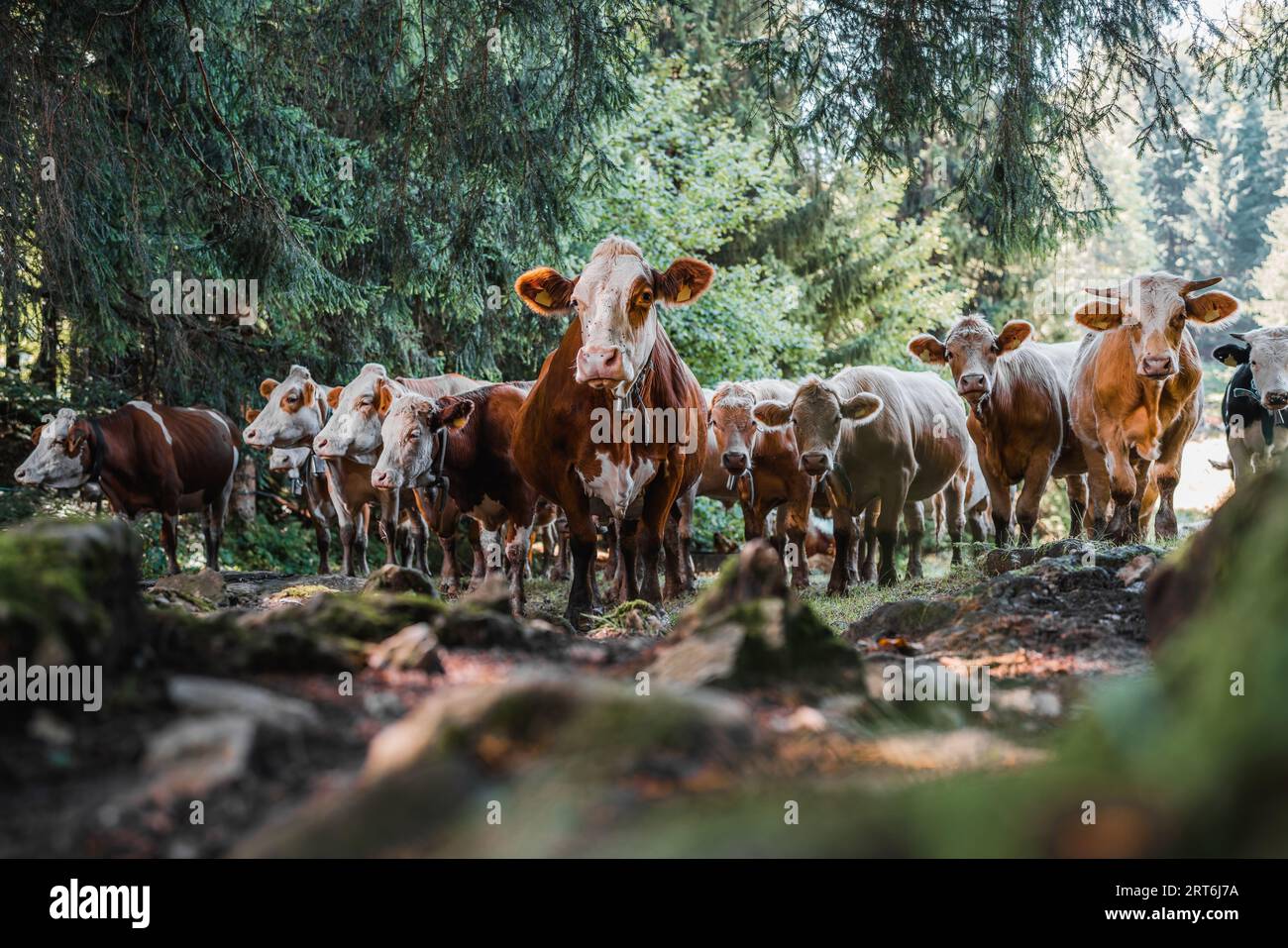 Groupe de vaches, une vache au premier rang, un troupeau mixte brun, noir et blanc, se regroupent dans un champ, heureux et joyeux et sous les arbres en forêt. Banque D'Images