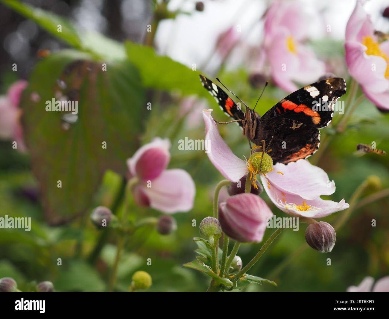 Un papillon amiral rouge (Vanessa atalanta) assis au centre d'une fleur rose d'anémone japonaise (Anemone japonica) face à droite Banque D'Images