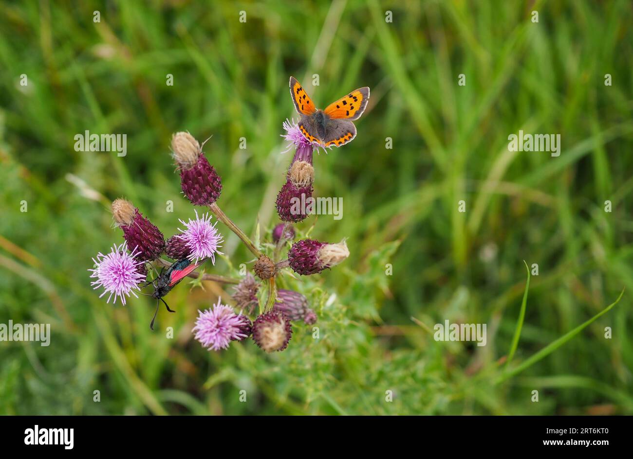 Deux papillons sur une weed ou un chardon sauvage - le petit papillon de cuivre (Lycaena phlaeas) et une teigne burnet à six points (Zygaena filipendulae) Banque D'Images