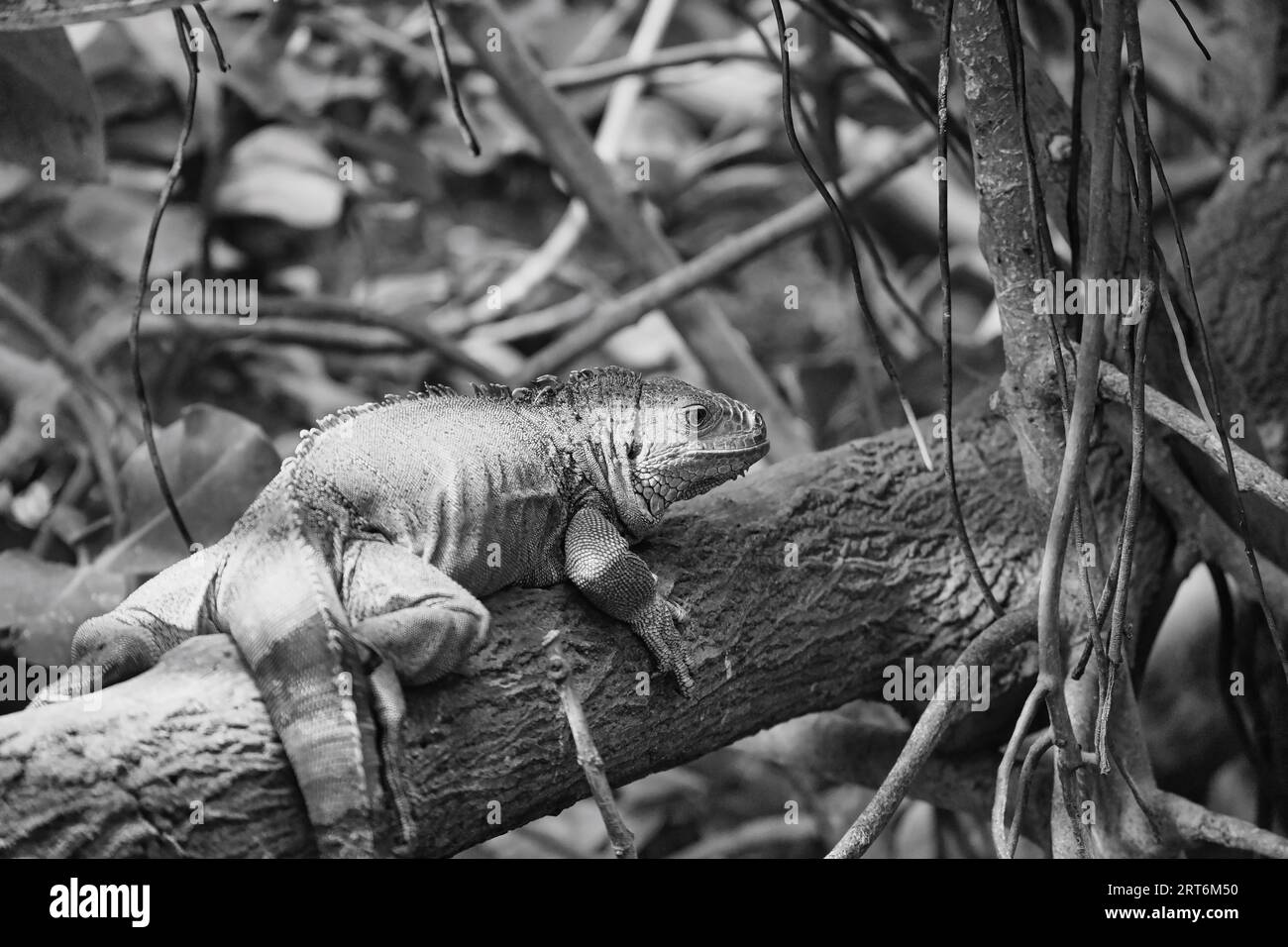 Iguane vert noir et blanc ou iguane commun dans le parc zoologique parisien, anciennement connu sous le nom de Bois de Vincennes, 12e arrondissement de Paris Banque D'Images