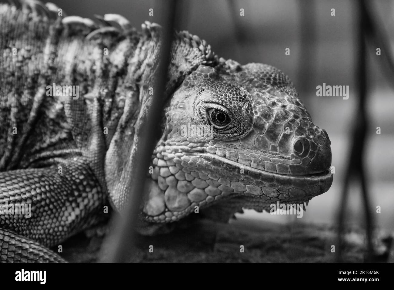 Iguane vert noir et blanc ou iguane commun dans le parc zoologique parisien, anciennement connu sous le nom de Bois de Vincennes, 12e arrondissement de Paris Banque D'Images