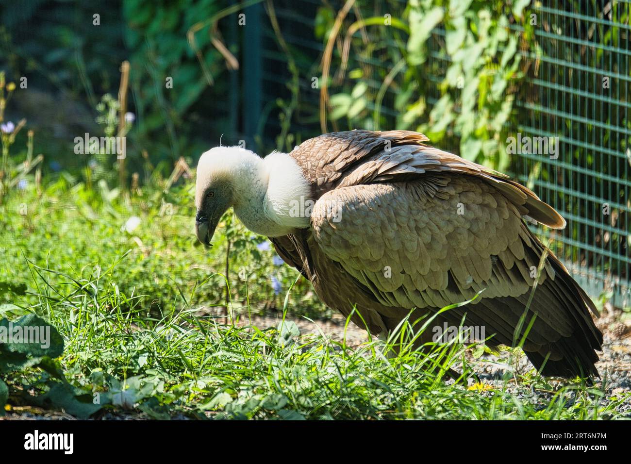 Griffon vautour, griffon eurasien dans le parc zoologique de Paris, anciennement connu sous le nom de Bois de Vincennes, 12e arrondissement de Paris, France Banque D'Images