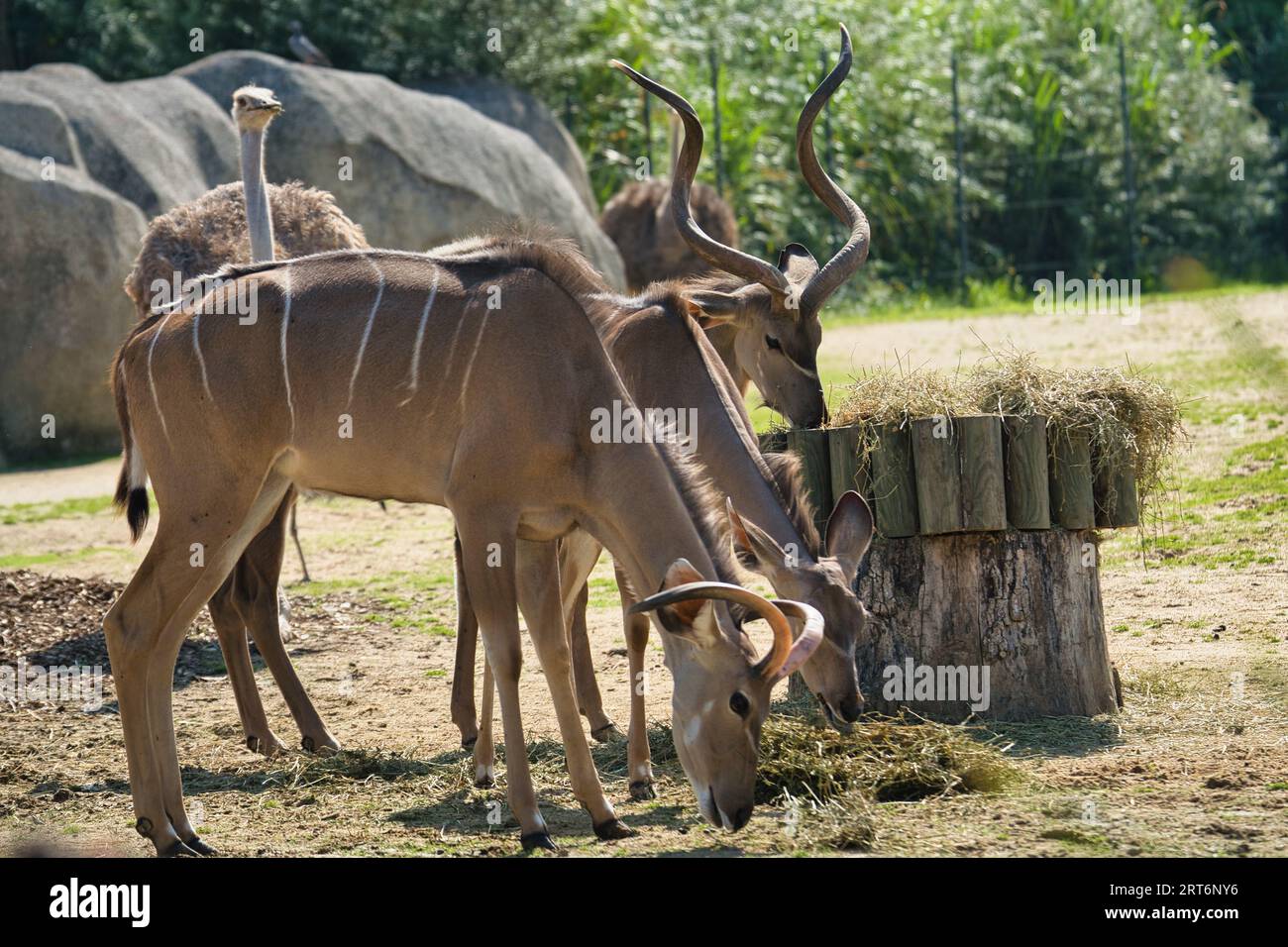 Taureau Kudu dans le parc zoologique parisien, anciennement connu sous le nom de Bois de Vincennes, 12e arrondissement de Paris, qui couvre une superficie de 14,5 hectares Banque D'Images