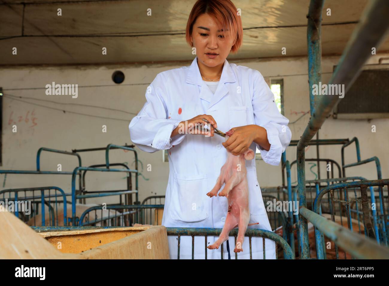 COMTÉ de LUANNAN, Chine - 8 septembre 2017 : une vétérinaire traite des porcelets dans une ferme porcine, COMTÉ DE LUANNAN, province du Hebei, Chine Banque D'Images