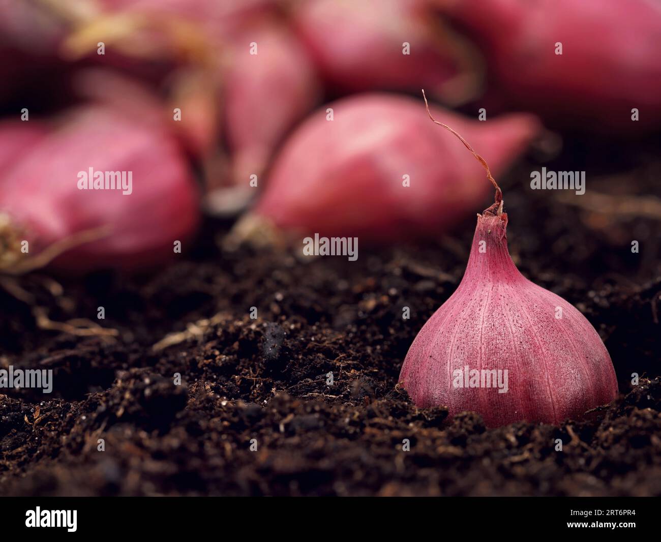 Semis de petits bulbes d'oignon violet foncé prêts à être semés dans le sol Banque D'Images