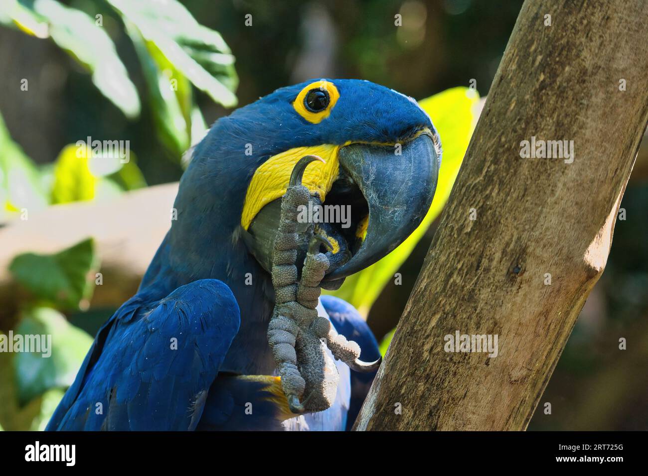 L'aras jacinthe dans le parc zoologique parisien, anciennement connu sous le nom de Bois de Vincennes, 12e arrondissement de Paris, qui couvre une superficie de 14,5 He Banque D'Images