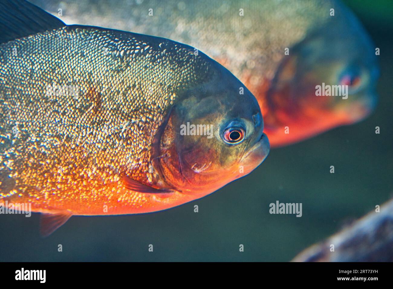Piranha à ventre rouge dans le parc zoologique parisien, anciennement connu sous le nom de Bois de Vincennes, 12e arrondissement de Paris Banque D'Images