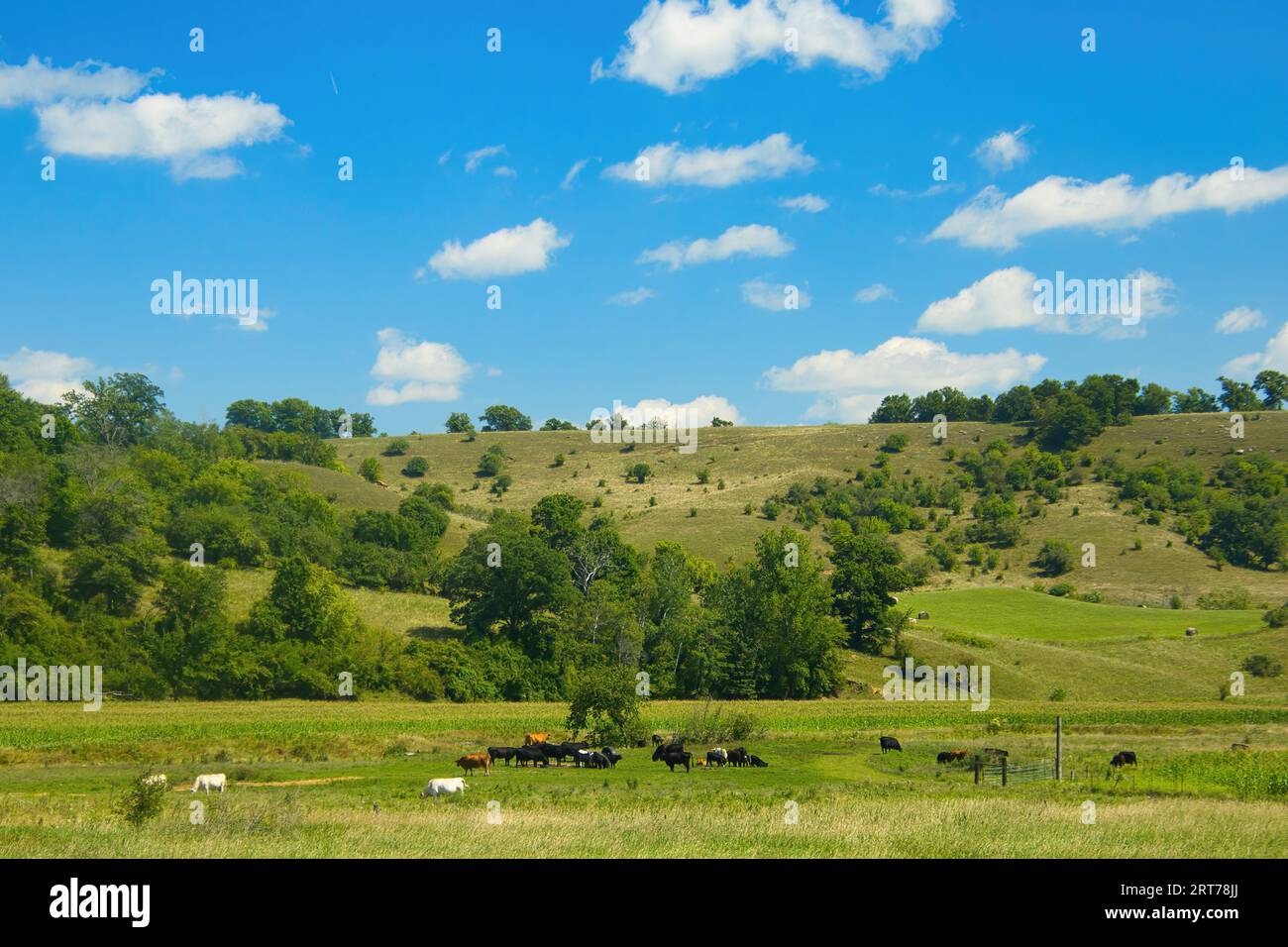Paysage de jour d'été des terres agricoles vertes vallonnées du Wisconsin avec le bétail paissant dans un champ. Banque D'Images