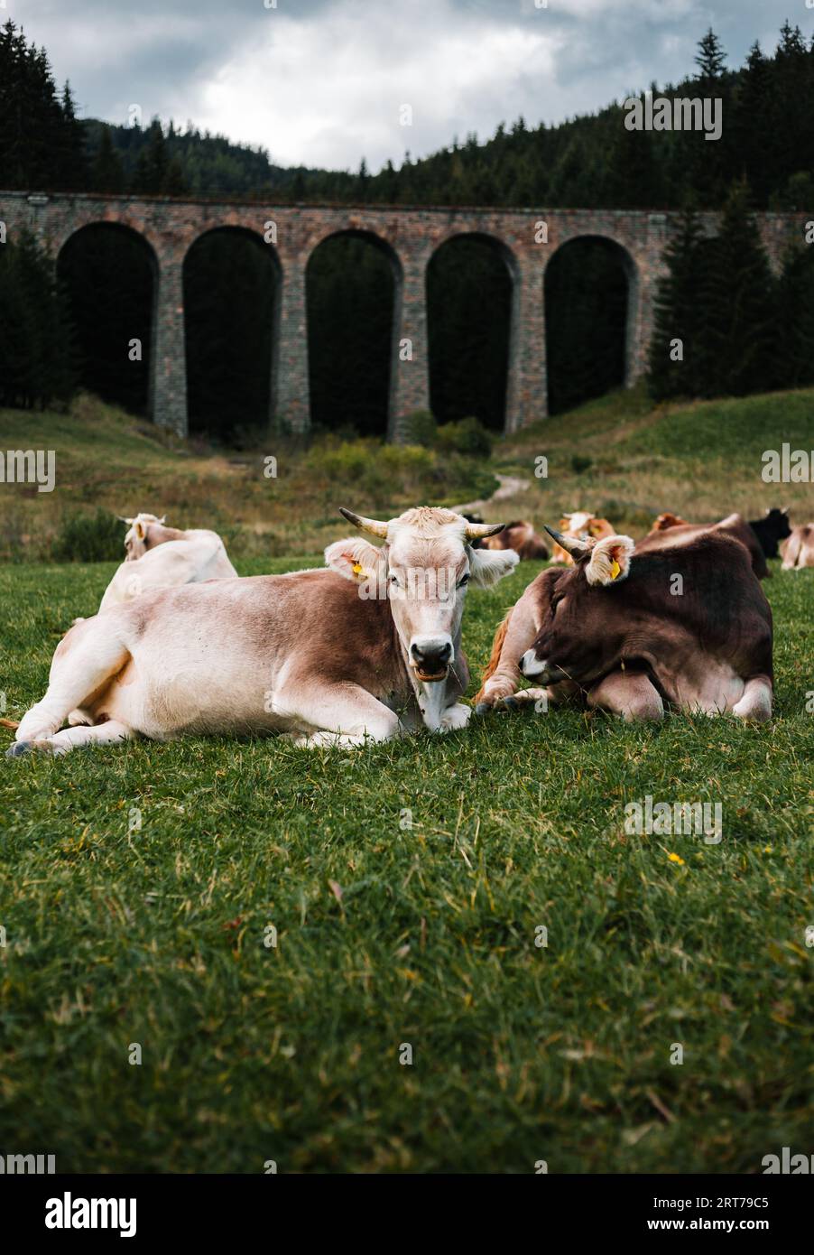Portrait vertical de belles et mignonnes vaches brunes et blanches allongées sur l'herbe et posant à la caméra. Jeunes vaches sur la prairie verte avec forêt sur ba Banque D'Images