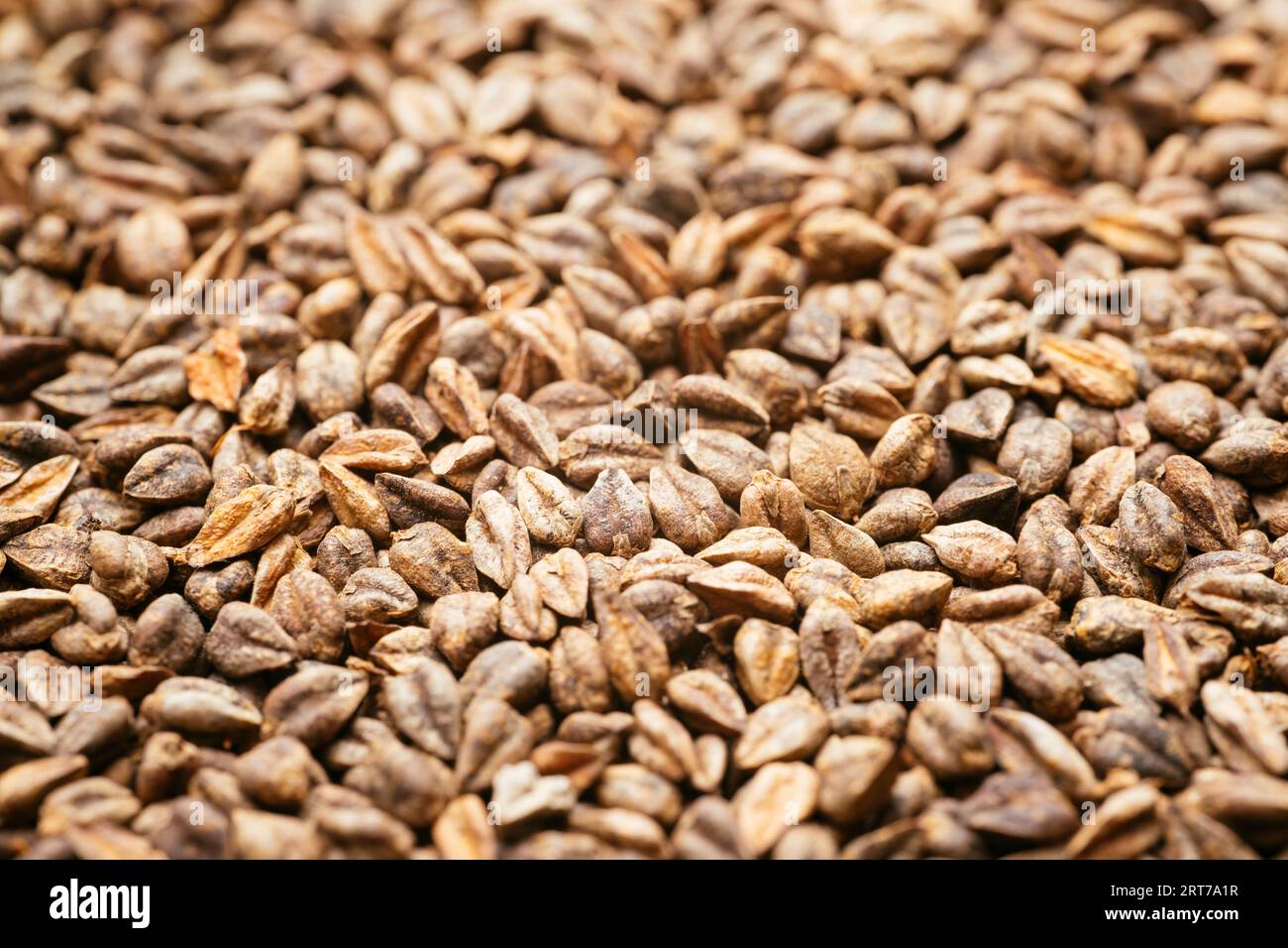 Gros plan de graines de sarrasin (Fagopyrum esculentum) ressemblant à des grains. Banque D'Images