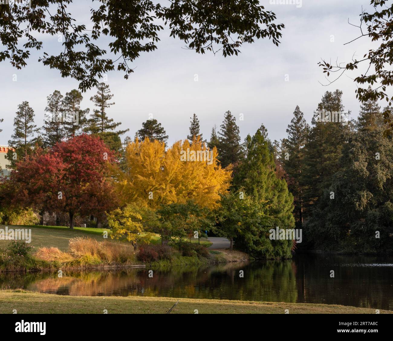 Couleurs d'automne à l'extrémité est de l'arboretum UC Davis au-dessus du lac Spafford Banque D'Images