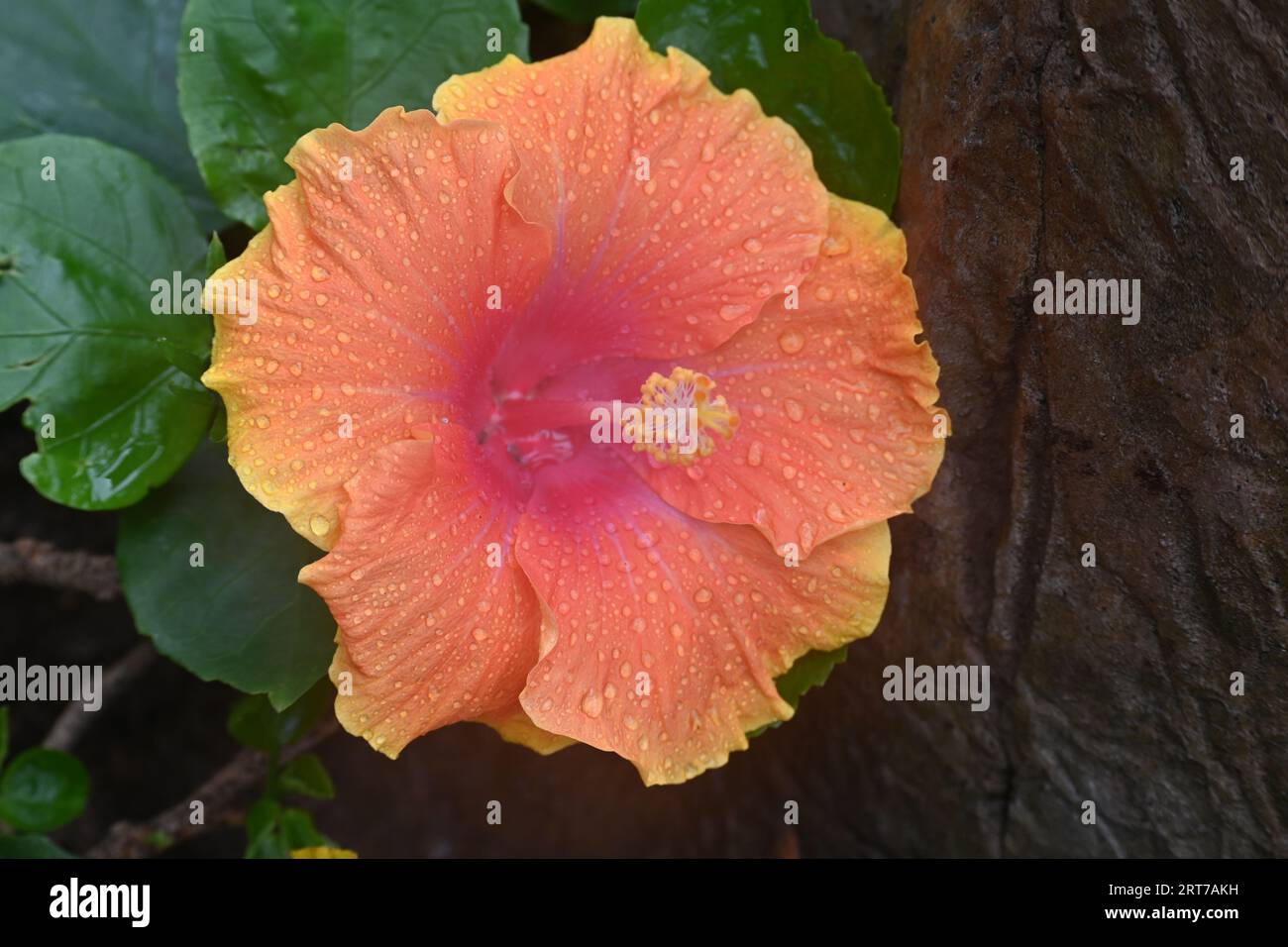 Fleurs colorées lumineuses Banque D'Images