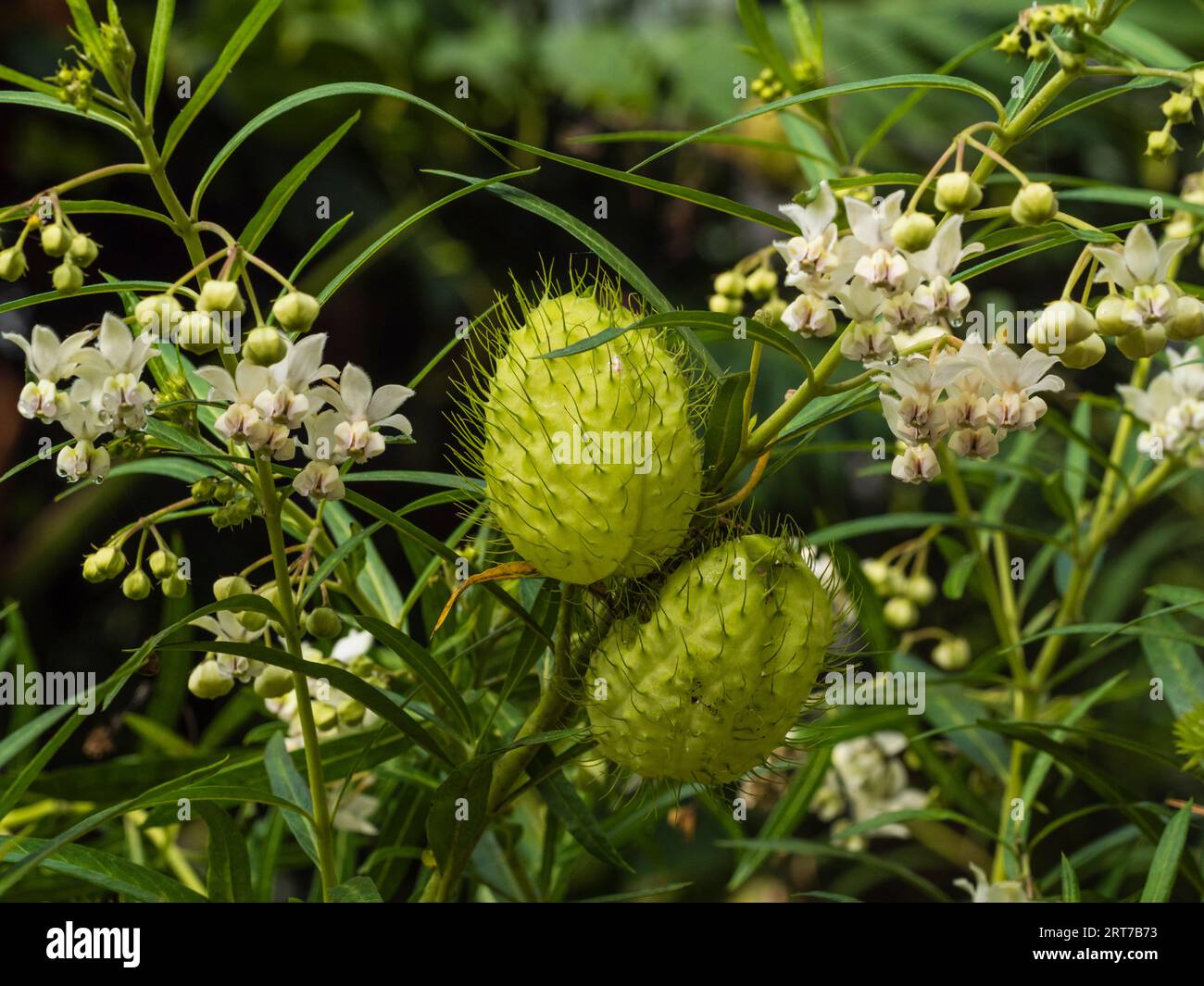 Gousses de graines apiky gonflées et fleurs blanches de la plante vivace hal-Hardy, gomphocarpus physocarpus, plante ballon Banque D'Images