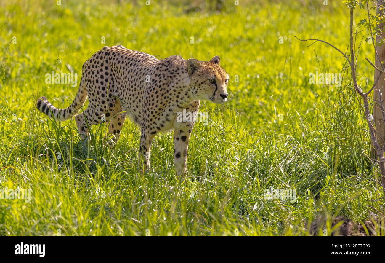 Guépard dans l'herbe au soleil Banque D'Images