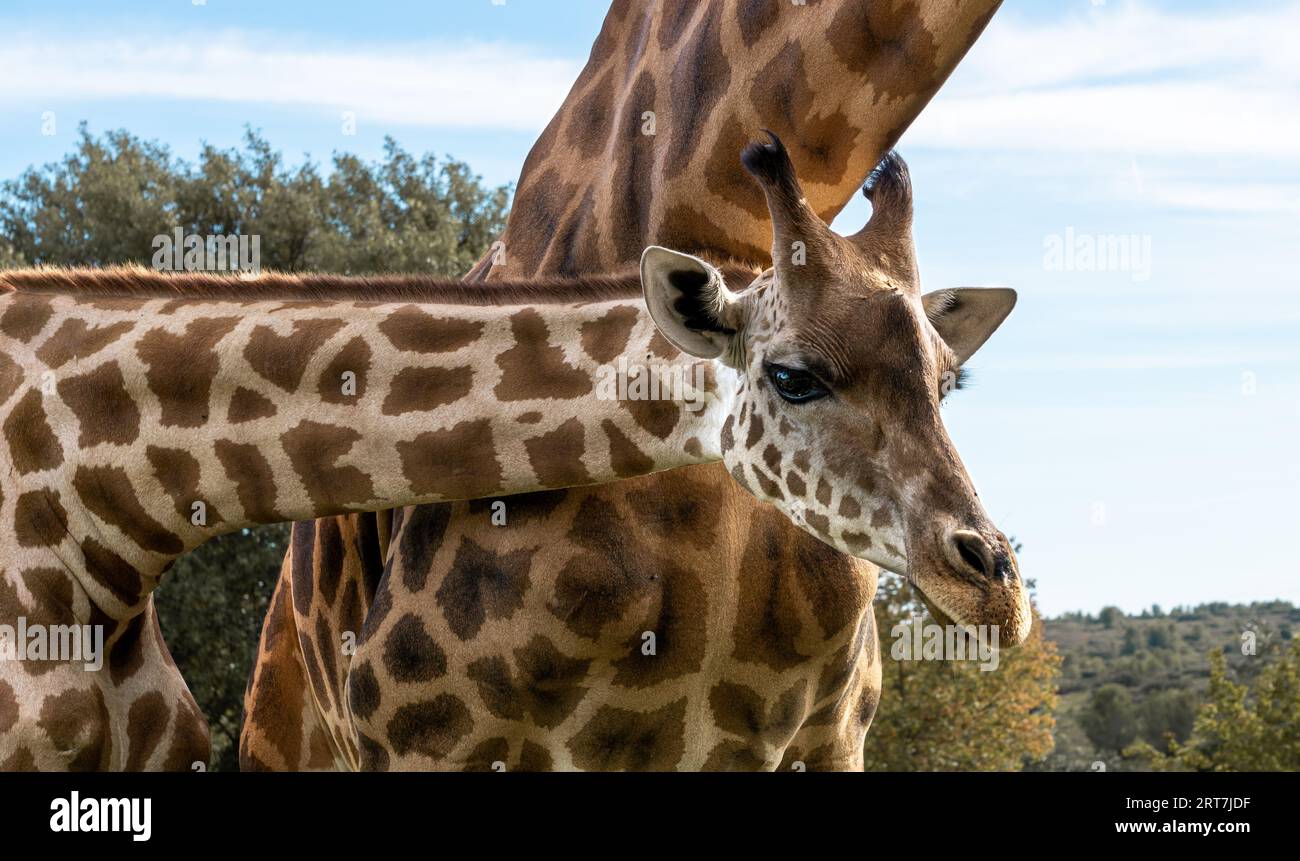 Un timide petit girafe assis à côté du cou de sa mère. Banque D'Images