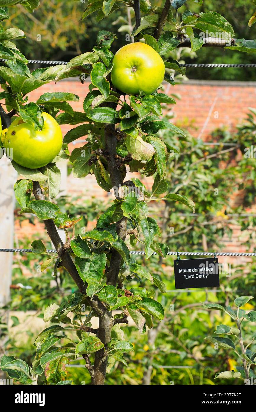 Pommes espalières poussant dans le Kirkleatham Murded Garden, il s'agit de Malus domestica Lord Derby Banque D'Images