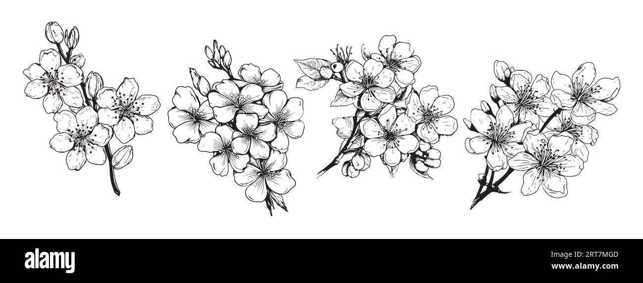 Esquisse de cerisier Blossom Set dessinée à la main dans un style comique.Vector Garden fleurs Illustration de Vecteur