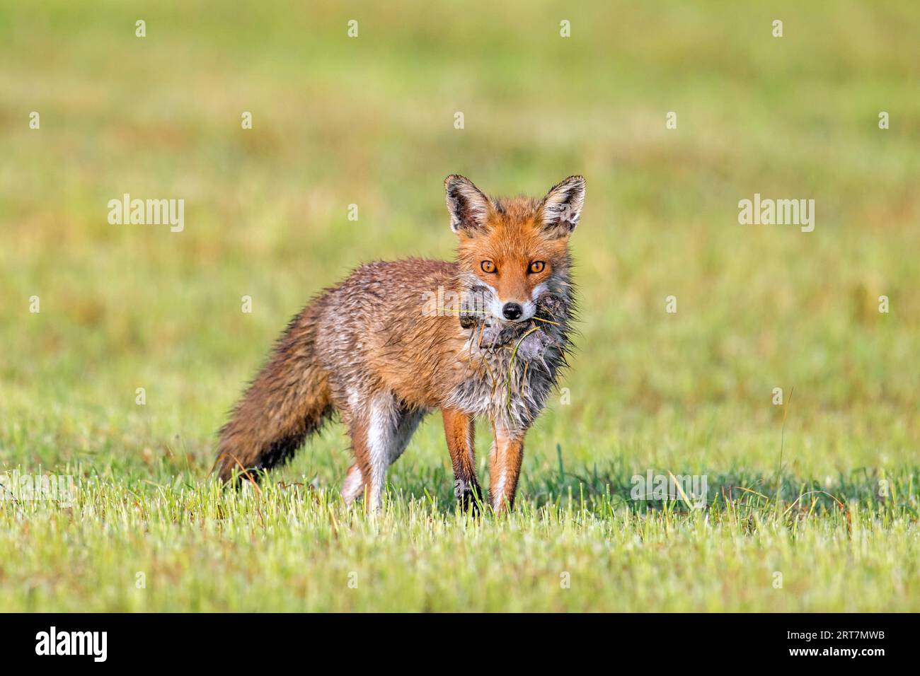 Renard roux (Vulpes vulpes) dans un pré fraîchement tondu / prairie coupée revenant avec bouchée de souris proie / campagnols pour nourrir ses jeunes kits / oursons au printemps Banque D'Images