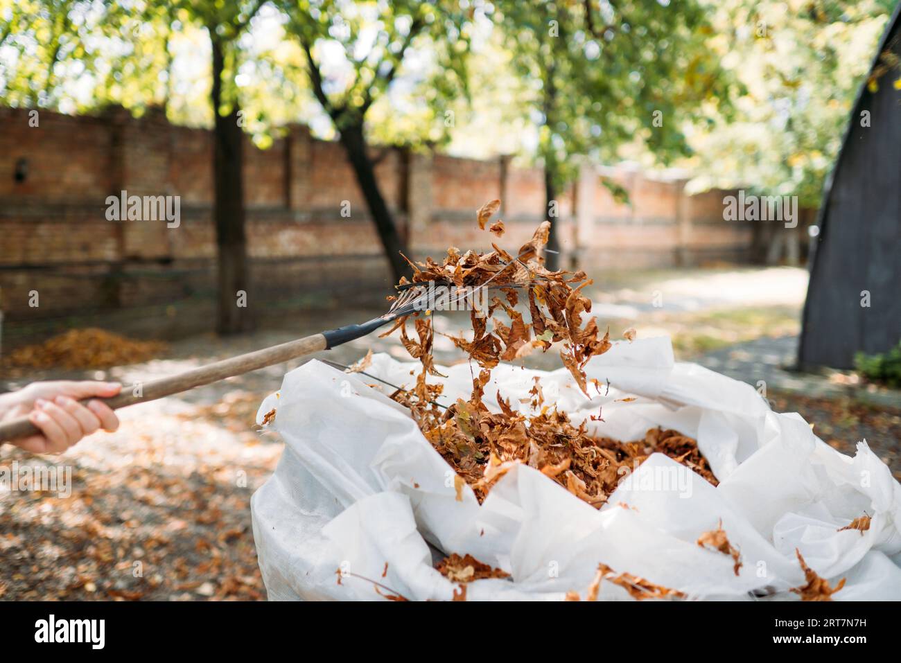 Un râteau et un sac de feuilles d'automne collectées dans un jardin familial. Nettoyage des feuilles d'automne Banque D'Images