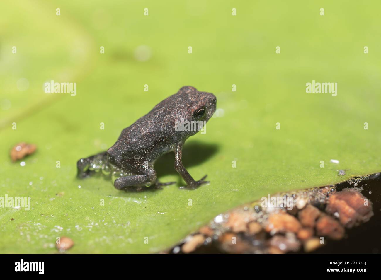 Gros plan. D'un minuscule crapaud de la côte du Golfe dans un étang d'arrière-cour du Texas. Banque D'Images