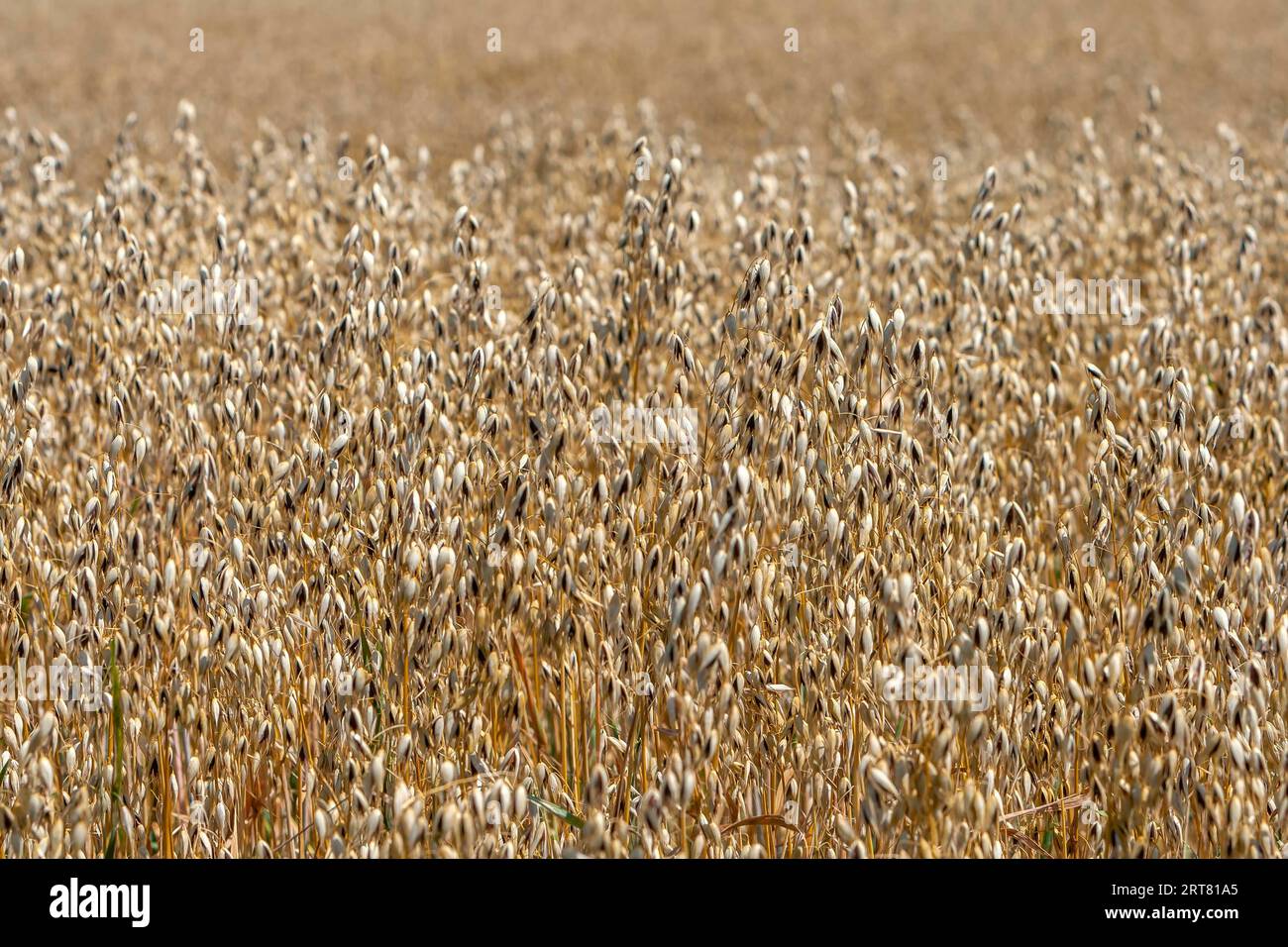 Champ avec avoine commune (Avena sativa), Rhénanie-Palatinat, Allemagne Banque D'Images