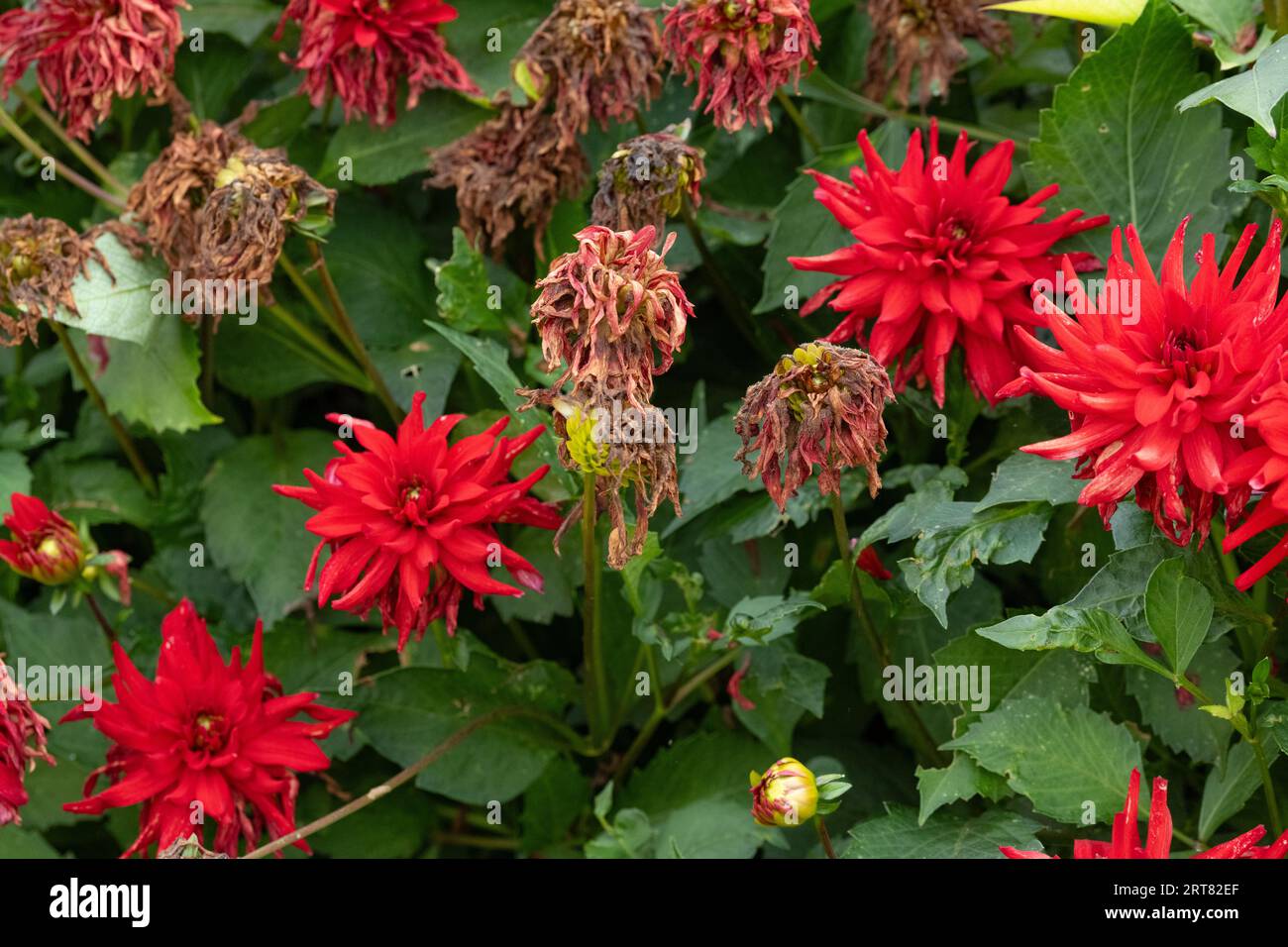 deadheading dahlias - têtes mortes sur dahlia de cactus rouge Banque D'Images